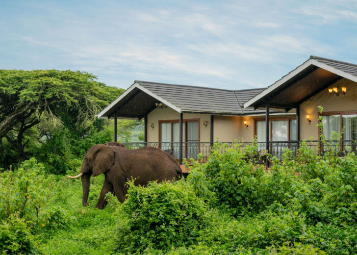 Elephant passing by Lions Paw Camp – unique wildlife view at this accommodation in Ngorongoro