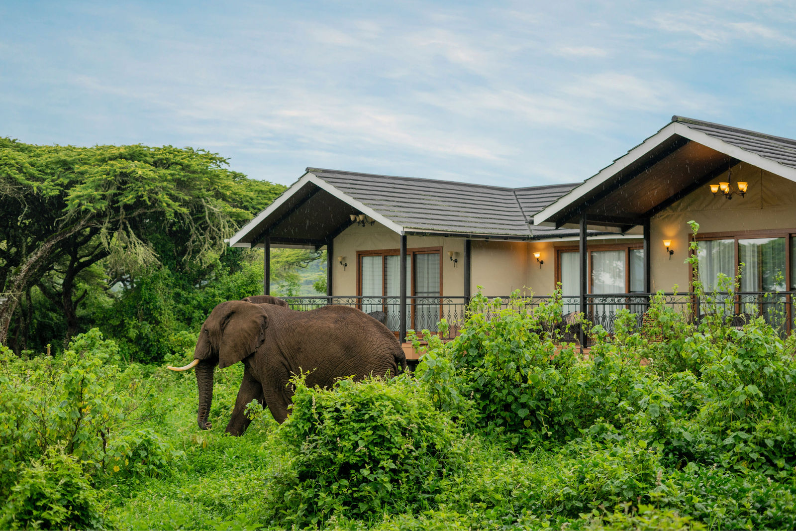 Elephant passing by Lions Paw Camp – unique wildlife view at this accommodation in Ngorongoro