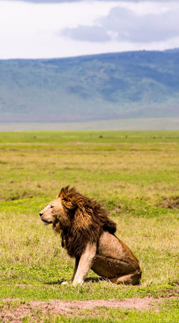 Lion resting in the grasslands of Ngorongoro Crater, surrounded by the caldera’s dramatic natural beauty.