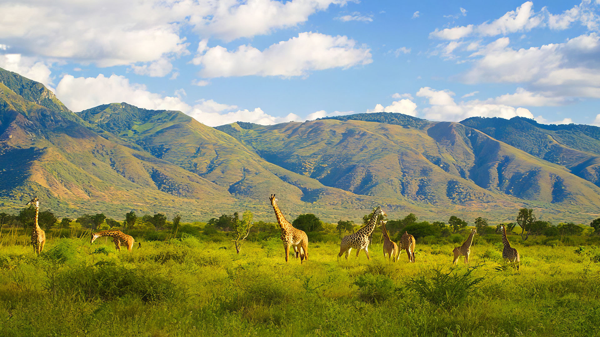 Mkomazi National Park – Solitude, Rhino Conservation & Dry-Country Wildlife