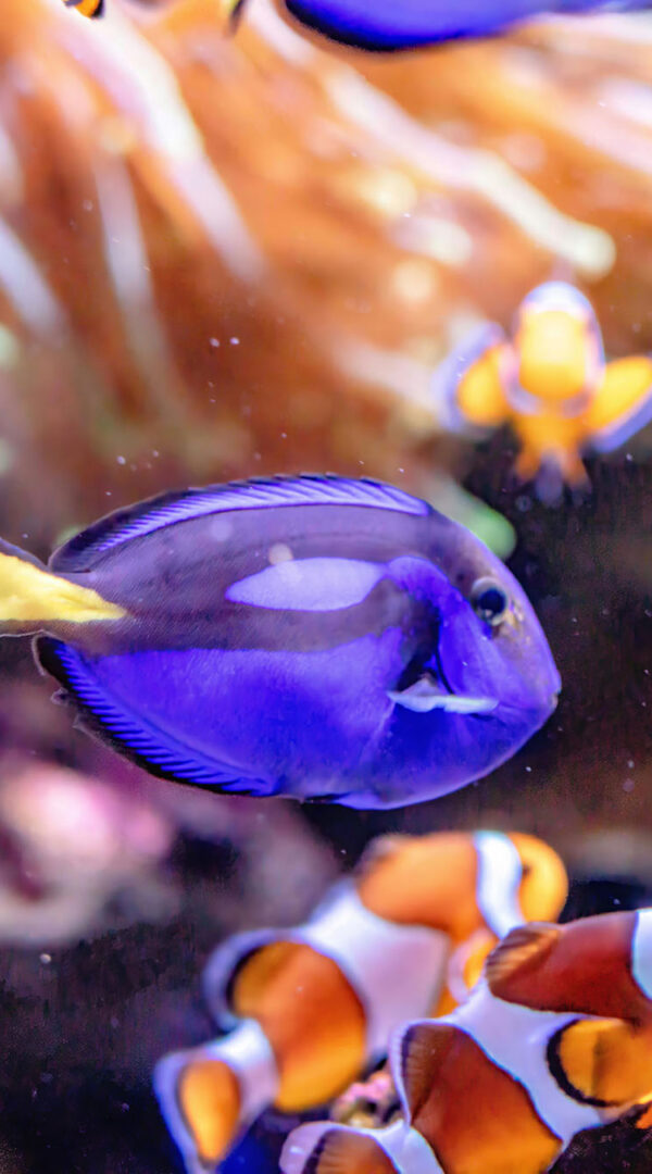 Vibrant coral reef with tropical fish and diver in Mafia Island Marine Park