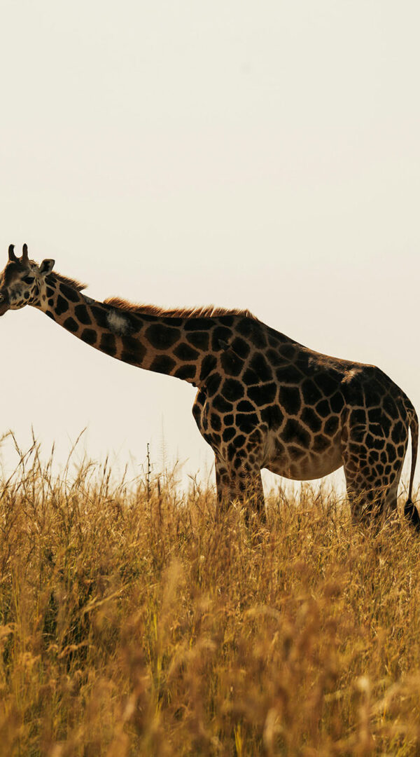 Giraffes walking through the Serengeti at sunset.