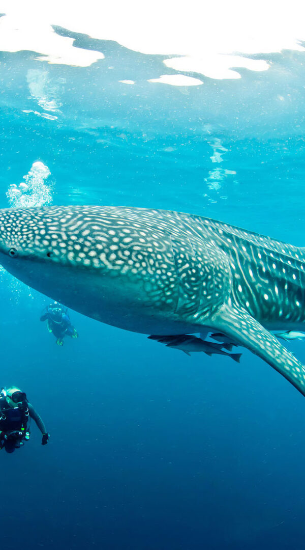 Whale shark swimming near snorkelers in clear waters off Mafia Island