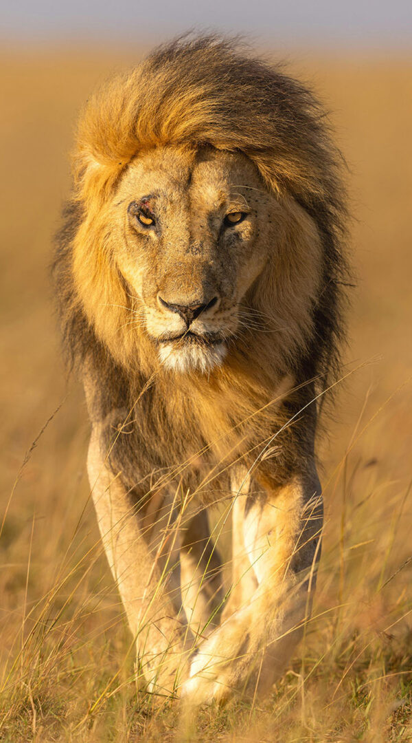 Lion walking in remote wilderness of Ruaha National Park