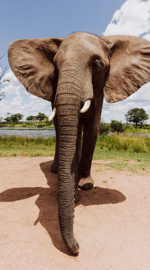 Solitary elephant crossing open plains in Ruaha National Park