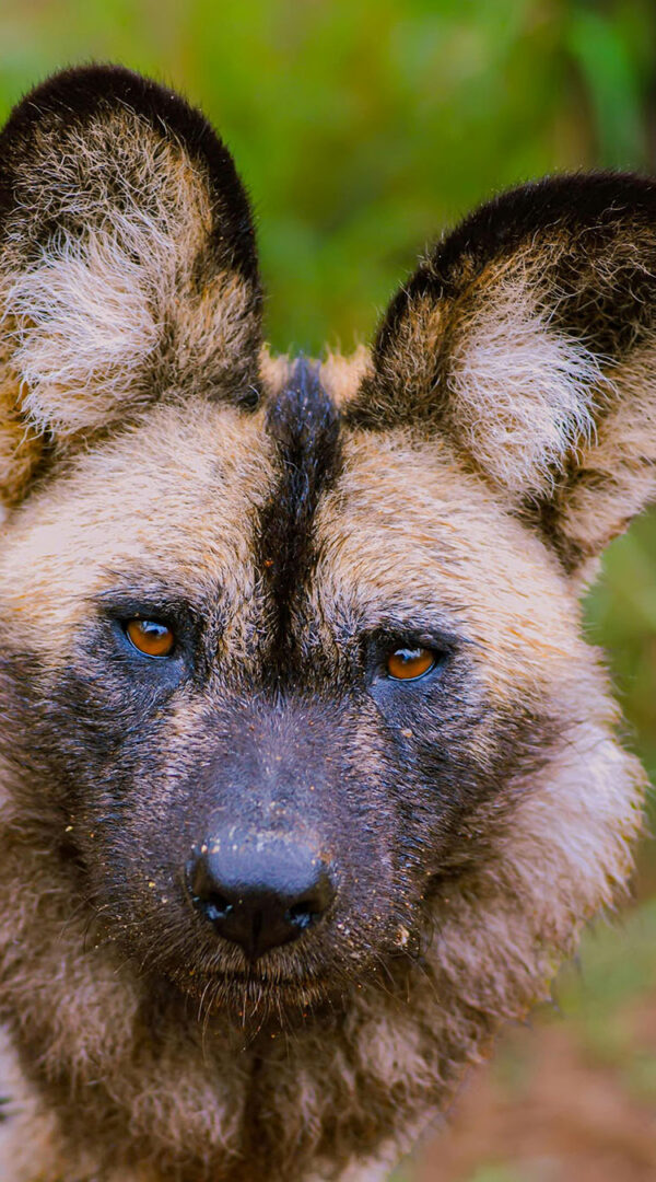 A rare sight of African wild dogs in Mkomazi National Park, alert and social in their natural habitat.
