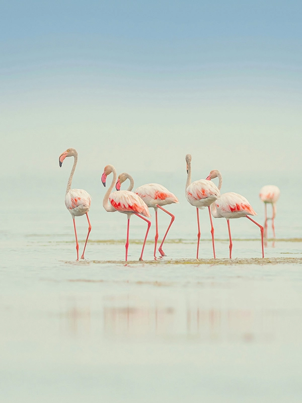 A flock of pink flamingos standing gracefully at Momella Lakes, Arusha