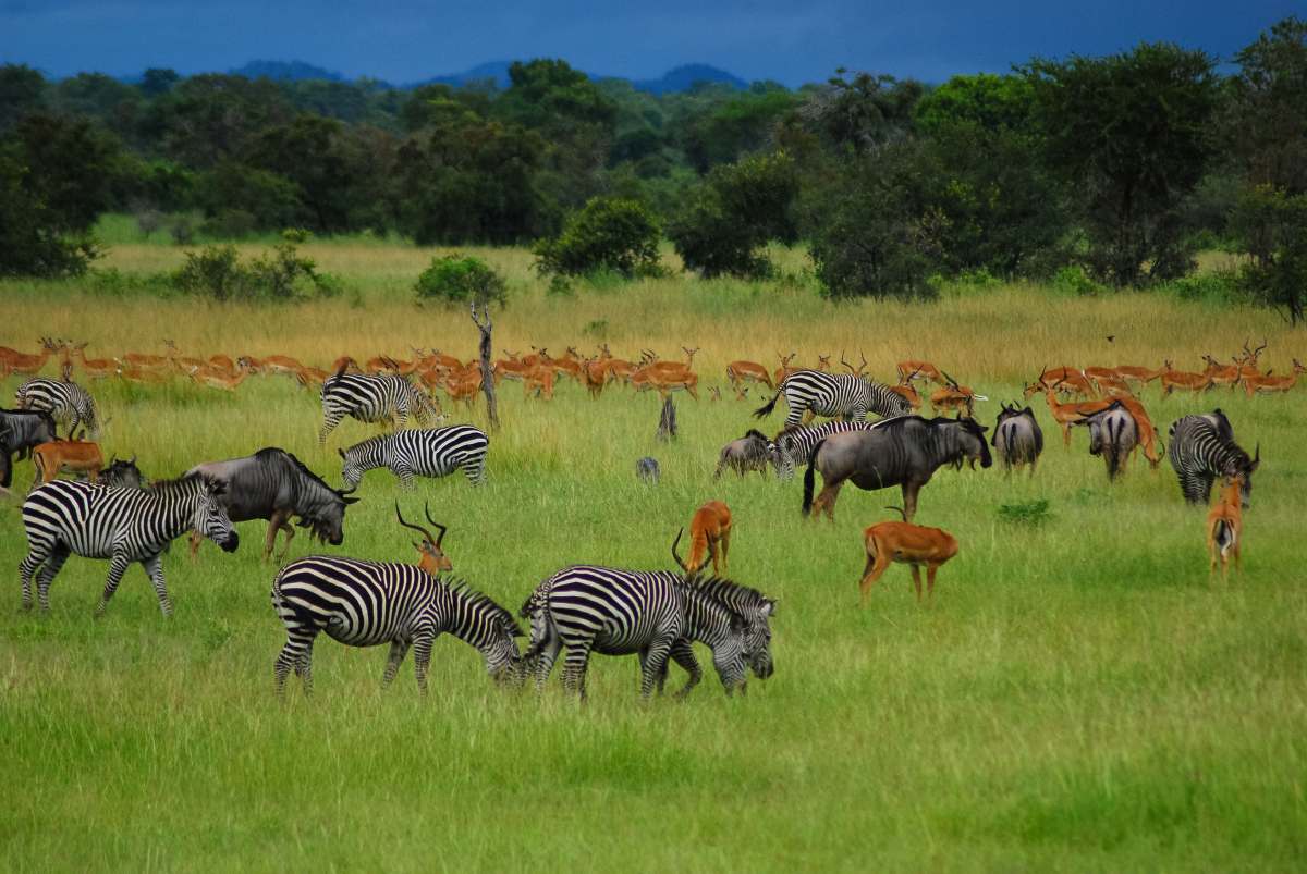 Serengeti plains at golden hour