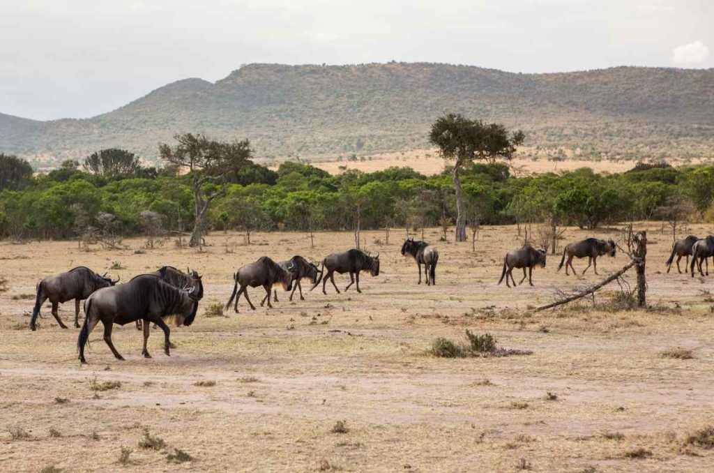 Wildebeest on the Serengeti