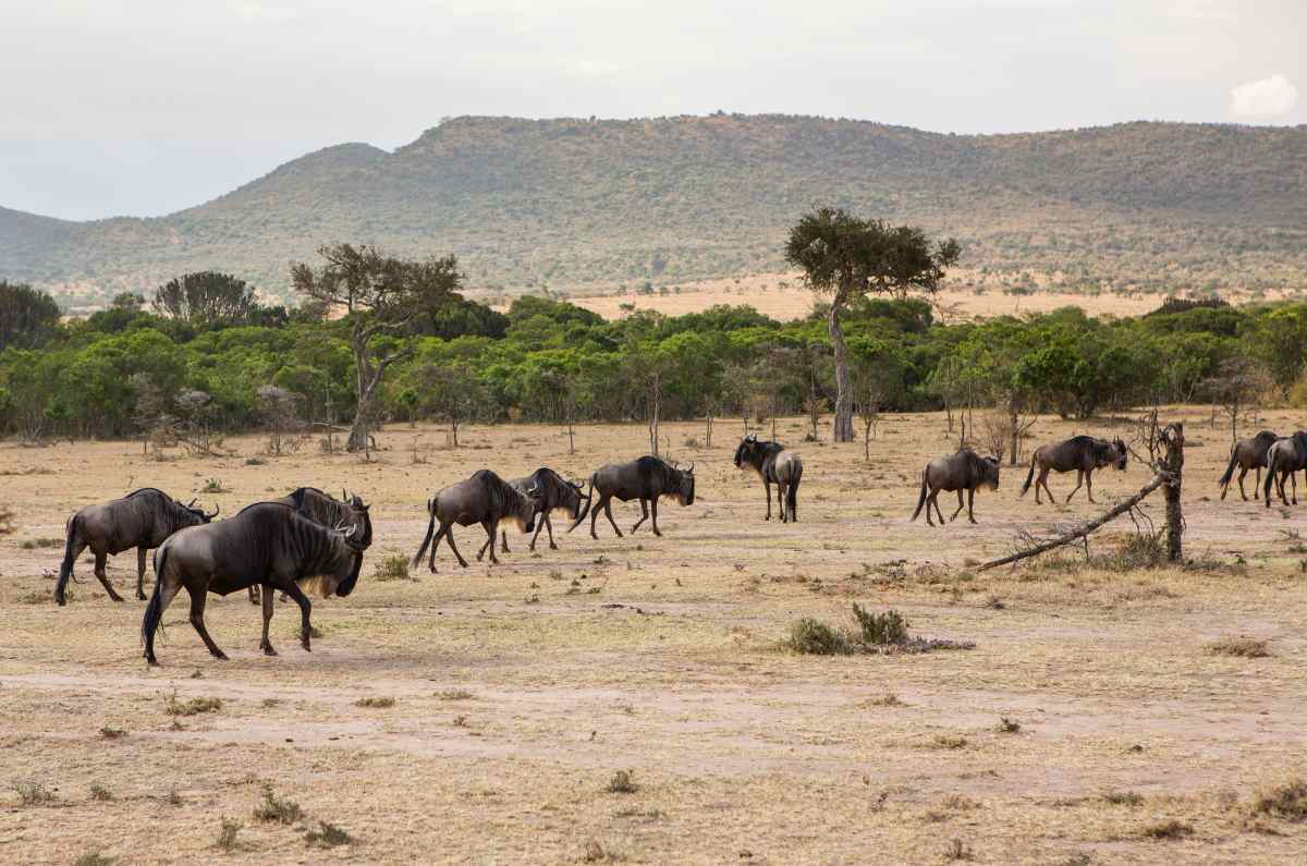 Wildebeest on the Serengeti plains