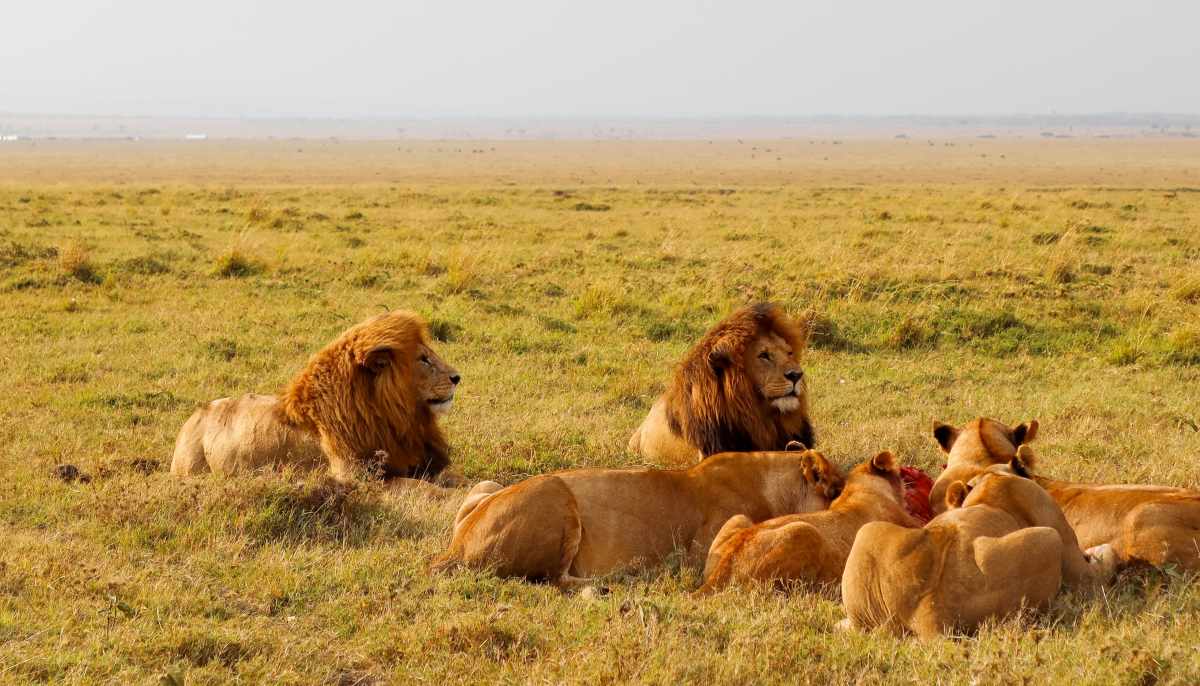 Lions relaxing and eating